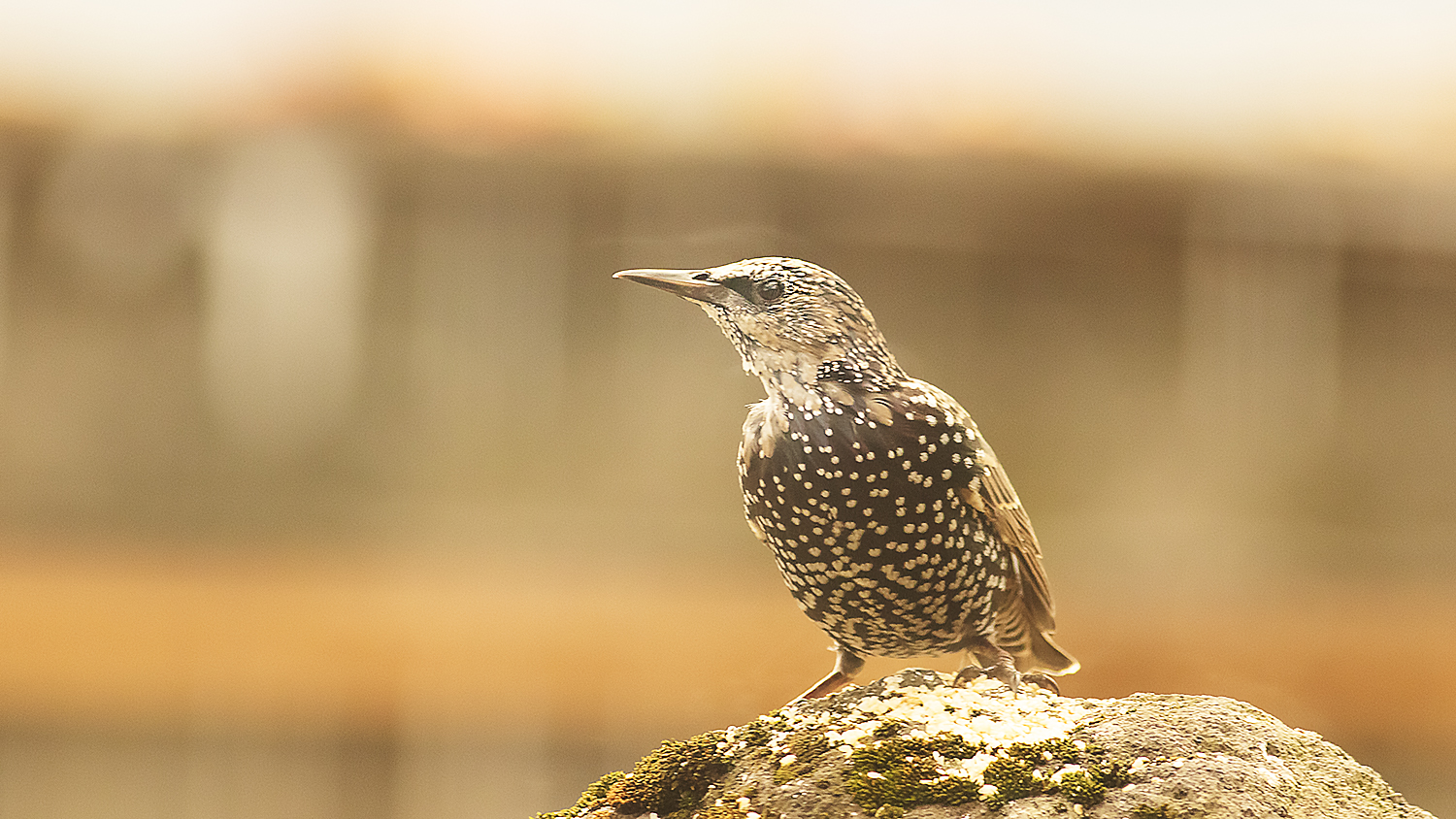 European Starling